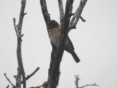 Pachyramphus aglaiae