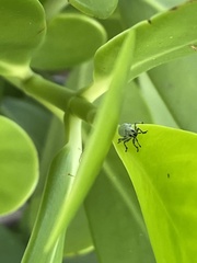 Myllocerus undecimpustulatus