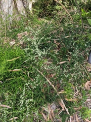 Asparagus aethiopicus