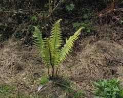 Dryopteris wallichiana