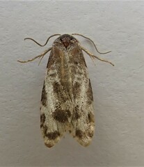 Prothelymna niphostrota