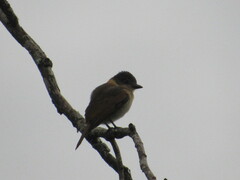 Pachyramphus aglaiae