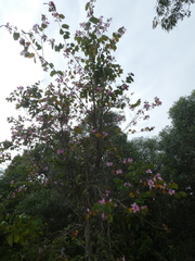 Bauhinia variegata