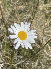 Leucanthemum vulgare