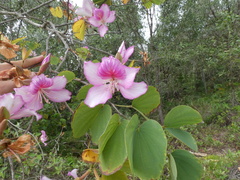 Bauhinia variegata