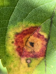 Acericecis ocellaris