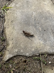 Pseudochorthippus curtipennis