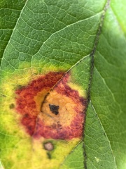 Acericecis ocellaris