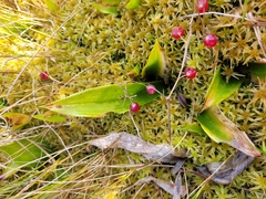 Maianthemum trifolium
