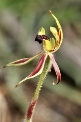Caladenia toxochila
