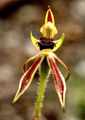 Caladenia toxochila