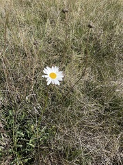 Leucanthemum vulgare