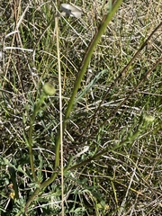 Leucanthemum vulgare