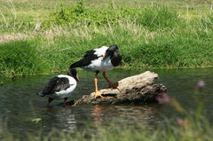 Anseranas semipalmata