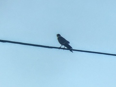 Falco femoralis