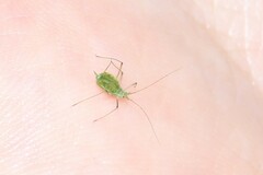 Brevicoryne brassicae