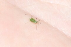 Brevicoryne brassicae