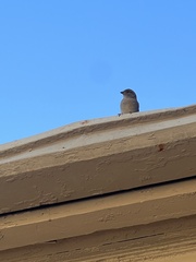 Passer domesticus