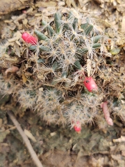 Mammillaria prolifera