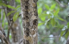 Rhynchonycteris naso