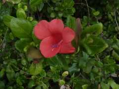 Barleria repens