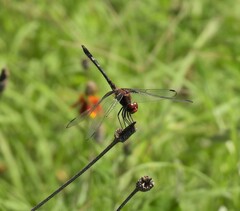 Dythemis fugax