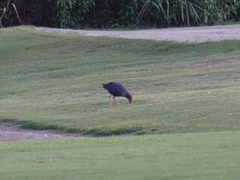Porphyrio porphyrio