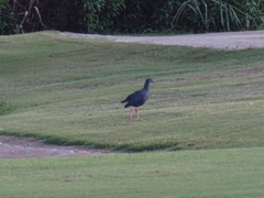 Porphyrio porphyrio