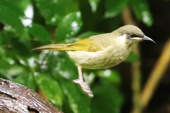 Microptilotis imitatrix