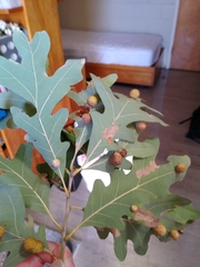 Acraspis pezomachoides