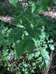 Litylenchus crenatae