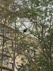 Corvus