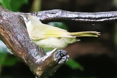 Microptilotis imitatrix