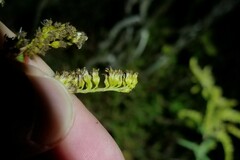 Solidago canadensis hargeri