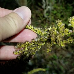 Solidago canadensis hargeri