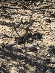 Callisaurus draconoides