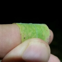 Solidago canadensis hargeri
