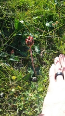 Micranthes hieraciifolia