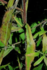 Solidago canadensis hargeri