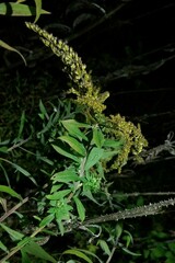 Solidago canadensis hargeri