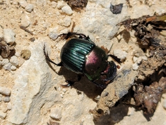 Phanaeus igneus