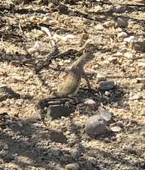 Callisaurus draconoides