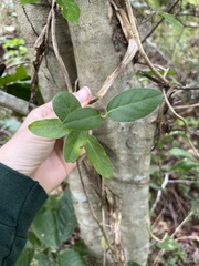 Celastrus scandens