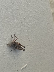 Melanoplinae
