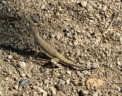 Callisaurus draconoides