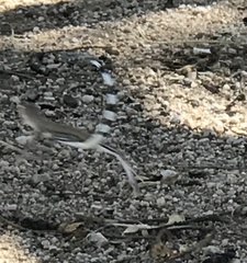 Callisaurus draconoides