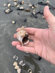 Struthiolaria papulosa