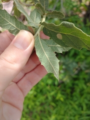 Quercus grisea