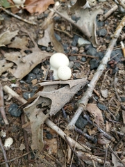Lycoperdon perlatum