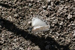 Heliopetes ericetorum